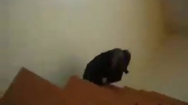 олень! Полный дебил! смотреть онлайн