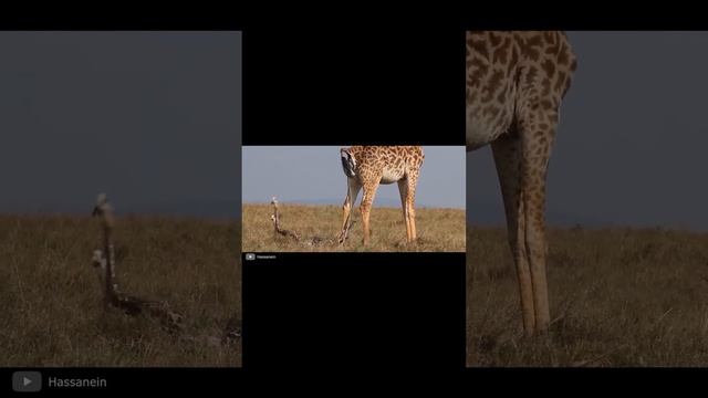 Эпичные Роды Жирафов #shorts смотреть онлайн