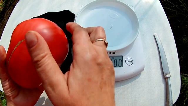 Томат - Zorzha (Зоржа) смотреть онлайн