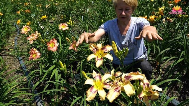 Лилейник Children Playing. Июль 2018 смотреть онлайн