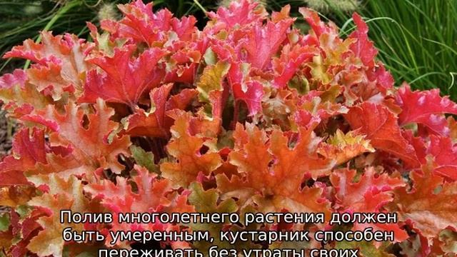 Гейхера Мармелад: описание сорта, посадка и уход смотреть онлайн