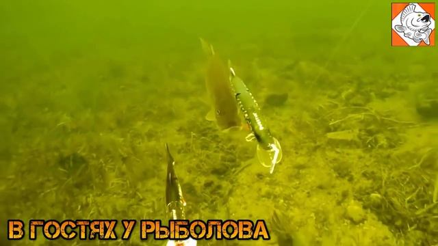 Самая большая Щука в мире. Рекорды мира 75 кг. смотреть онлайн