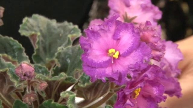 Сенполия (фиалочка) смотреть онлайн