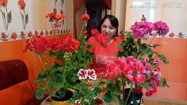 Герань пышно и красиво цветет круглый год! Супер-подкормка для герани! смотреть онлайн