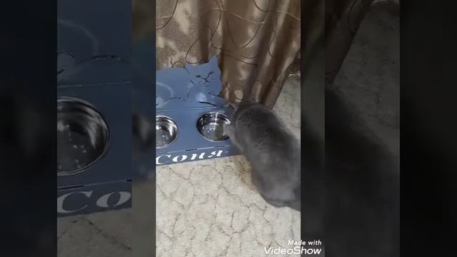 Соня пьёт лапкой) смотреть онлайн