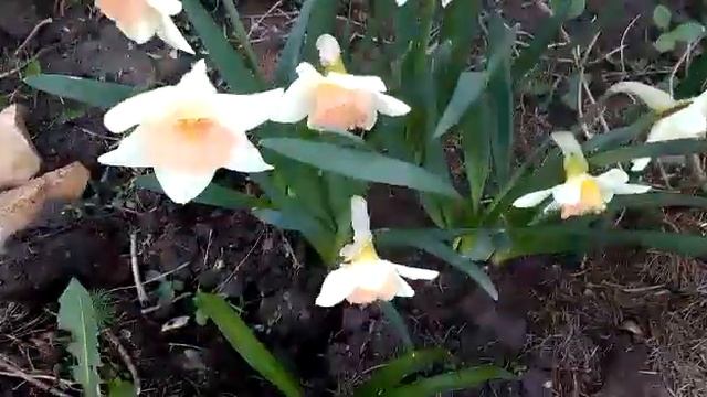 #нарцисс #narcissusAccent / Крупнокорончатый (large-cupped)нарцисс Акцент ( лат. Narcissus Accent)