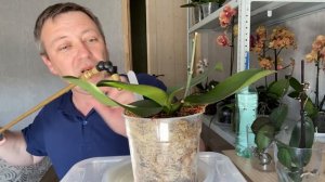 НАРАЩИВАЕМ КОРНИ ОРХИДЕИ хороший стимулятор роста корней и полив орхидей в стимулирующей посадк