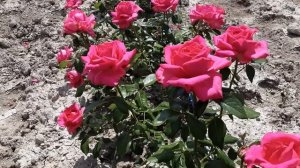 Сентер Роял, роза которая не горит на солнце. Питомник Роз Полины Козловой - rozarium.biz