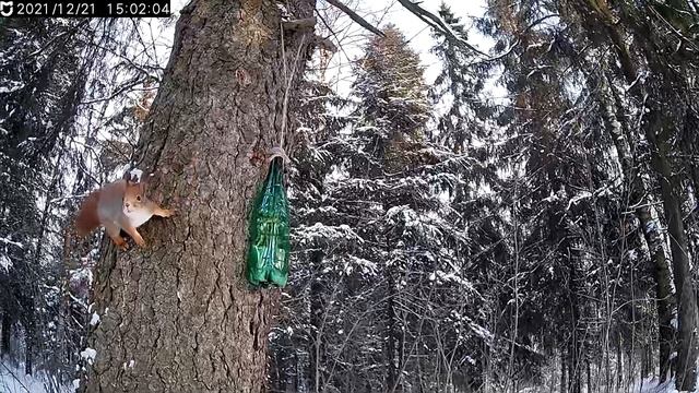 Наблюдение за белочкой через камеру смотреть онлайн