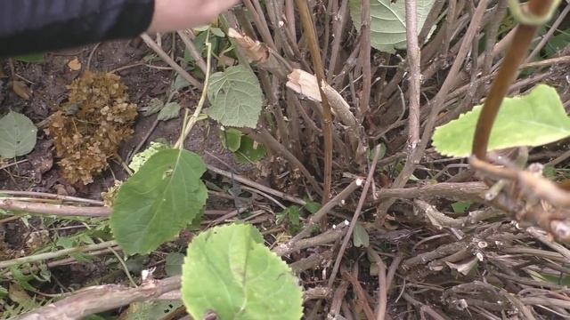 Гортензия древовидная. Высокая обрезка куста. смотреть онлайн