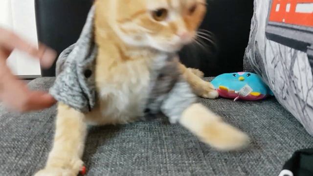 КОШКА ФОКСИ НЕ ХОЧЕТ ГУЛЯТЬ! Новинки для питомца с Алиэкспресс смотреть онлайн
