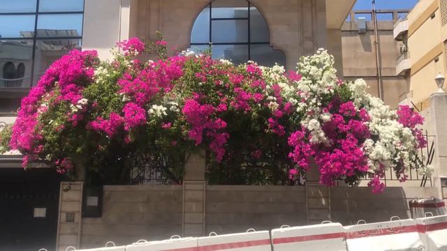 Mr and mrs Bougainvillea super beautiful #shortsvideo смотреть онлайн