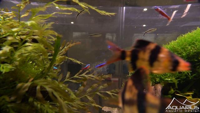 Evolution of a large planted aquarium after 10 months of maintenance and upkeep смотреть онлайн