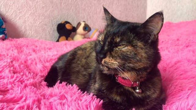 КОШКА МУСЯ НА ДИЕТЕ. ЗОЖ, похудение | Семейный канал | Маричка & Лисичка Влог смотреть онлайн