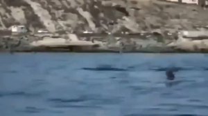 Морское чудовище насмерть напугало девушку не далеко от пляжа  Видео