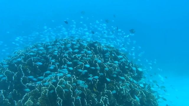 EXPLORING SAN ISIDRO BEACH (Bohol, Philippines) смотреть онлайн