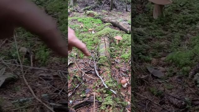 ГРИБНИК КРИЧИТ ЧТО НАШЕЛ НЕМЕРЕНУЮ КРАСОТУ В ЛЕСУ. ДАВАЙТЕ ВМЕСТЕ ПОСМОТРИМ ЧТО ТАМ! смотреть онлайн