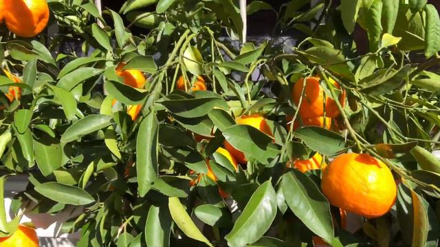 Citrus 2023 Soon To Harvest Meiwa Kumquat, Ponkan Mandarin, Calamondin and New Satsuma Blooms. смотреть онлайн