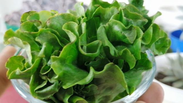 Abono Engordador De Suculentas Donsuculento