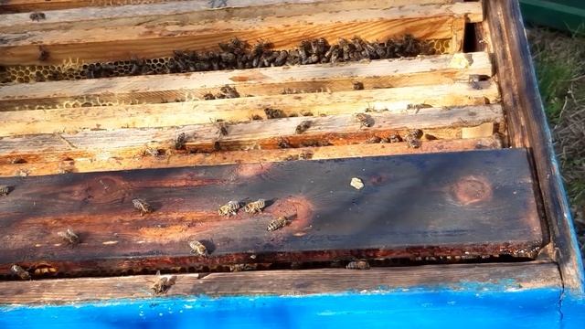 самый простой отводок когда нет маток смотреть онлайн