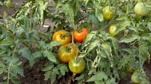 ТОМАТ СОРТА "ТАТЬЯНА"? ОПИСАНИЕ