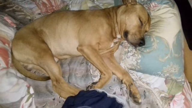 питбуль сладко спит / прикольное видео / Pitt Bull 2021 смотреть онлайн