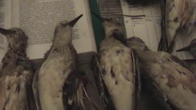 Будни биолога: Как достать костный мозг смотреть онлайн