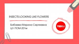 Бабаева М.С., Ted-Ed