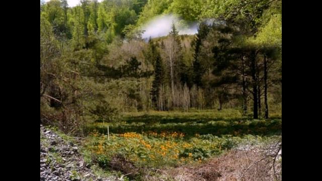 Золотая речка Егора Лесного. Вымысел или реальность? Gold River the Forestry Yegor is true or not? смотреть онлайн