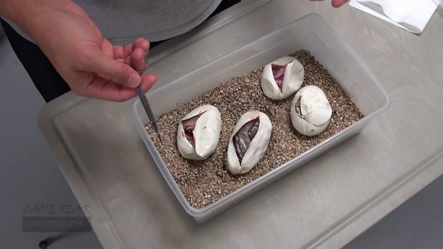 Ball Python Clutch GHI x Mojave Spider! смотреть онлайн