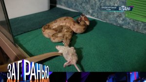 «За гранью»: «Хладнокровные гады» | Выпуск от 14 декабря 2022 года