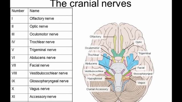 Introduction auditory braimstem смотреть онлайн