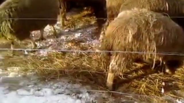 ЭЛЕКТРО ПАСТУХ В ДЕЙСТВИИ