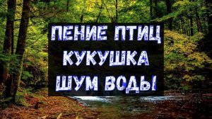Звуки Природы для Сна ? Кукушка ? Звуки Леса ? Пение Птиц в Лесу ? Звук Воды ? Nature Sounds