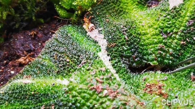 Begonia soli-mutata variegata смотреть онлайн