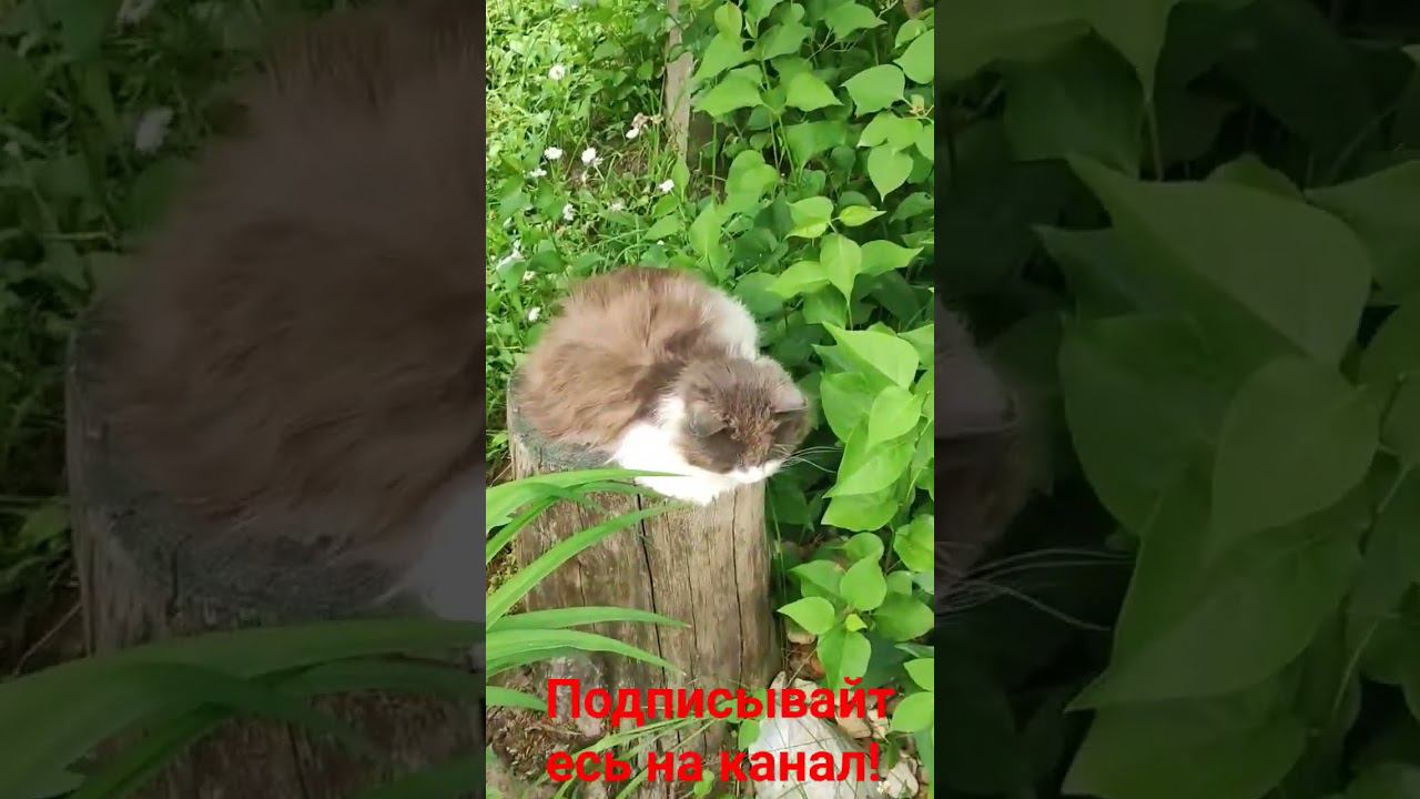 Барсик и его любимое место!! смотреть онлайн