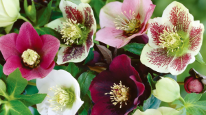 Морозник. Самый стойкий цветок! Вы обалдеете от его красоты!