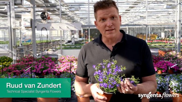 Lobelia Techno Up: Cool colors in a space efficient package. смотреть онлайн