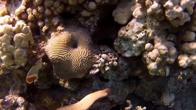 Подводный калейдоскоп (Underwater Kaleidoscope)