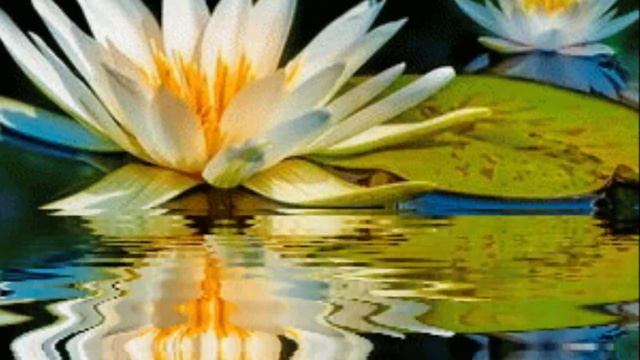 Анна Хазиева "Кувшинка" футаж анимация воды смотреть онлайн