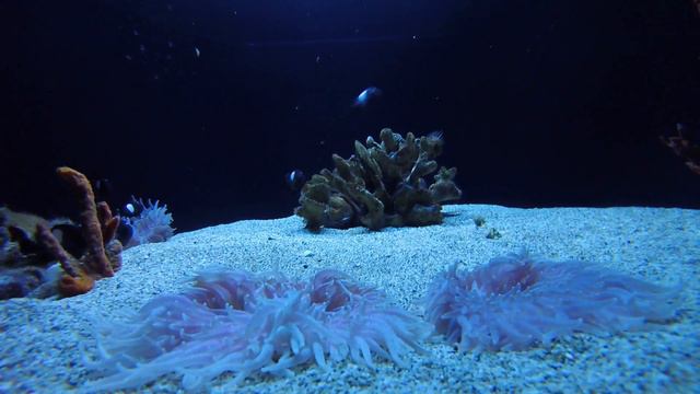 Domino Damselfish being jerks and sea anemones смотреть онлайн