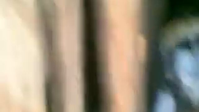 Поросята в деревне смотреть онлайн