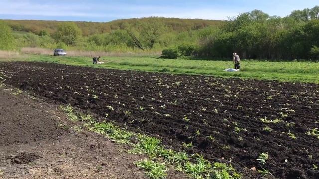 Садим картошку 2018 смотреть онлайн