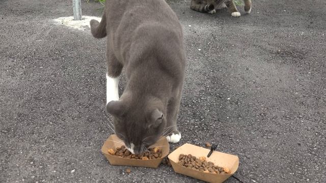 Stray Cat Reviews: Made By Nacho смотреть онлайн