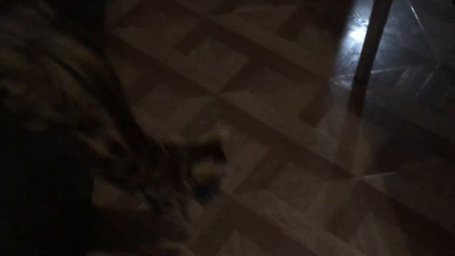 Бенгальская кошка прыгает