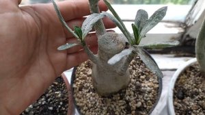 Ура!!! Появились бутоны на адениуме.