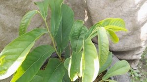 азимина результаты прививки попытка размножения черенками