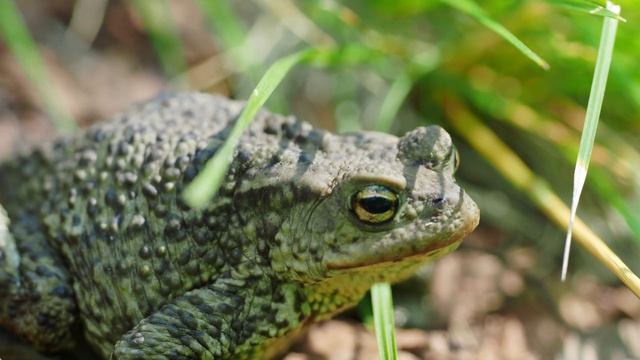 Bufo Bufo, Common Toad, Обыкновенная жаба (source 28-07-2018)