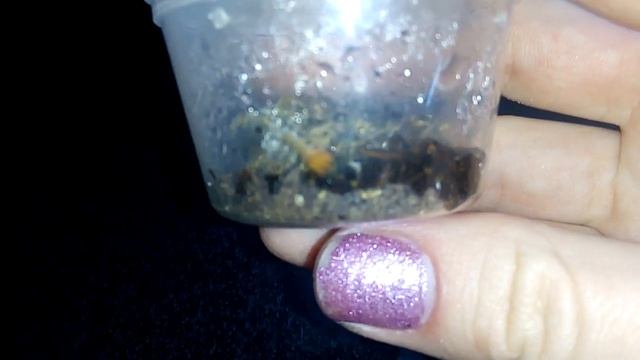 Крымская сколопендра) смотреть онлайн