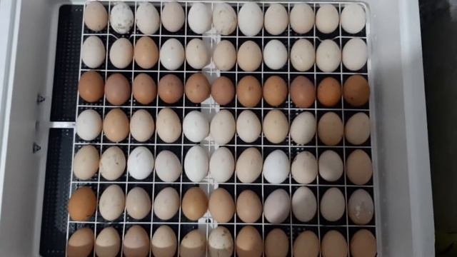 ПЕРВАЯ ИНКУБАЦИЯ ЯИЦ смотреть онлайн